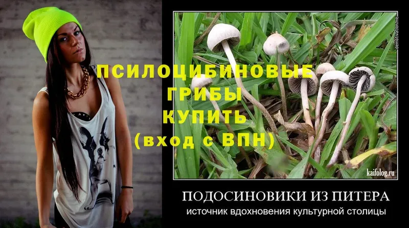 Псилоцибиновые грибы Psilocybe  цена наркотик  Арамиль 